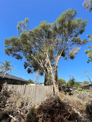 Proper Tree Care — Customer photo