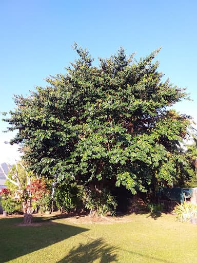 Bumble Bee Tree Services — Customer photo
