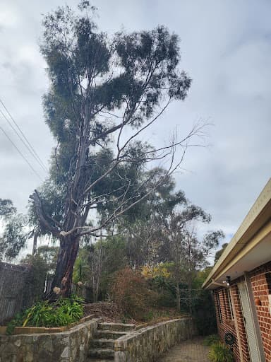 Any Tree Arboriculture - Inny Dean — Customer photo