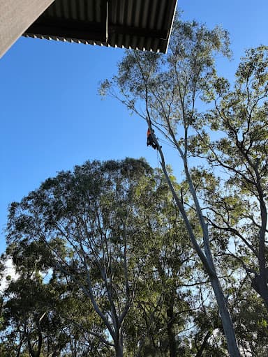 Advanced Tree Surgery Sunshine Coast — Customer photo