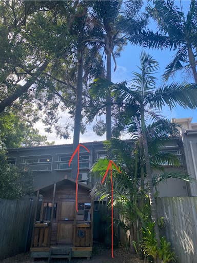 Sydney Wide Tree Cutting — Customer photo