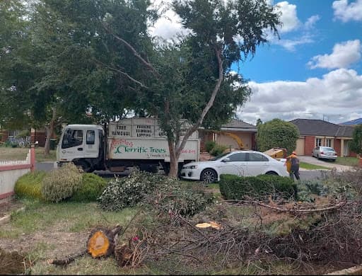 Terrific Trees — Customer photo