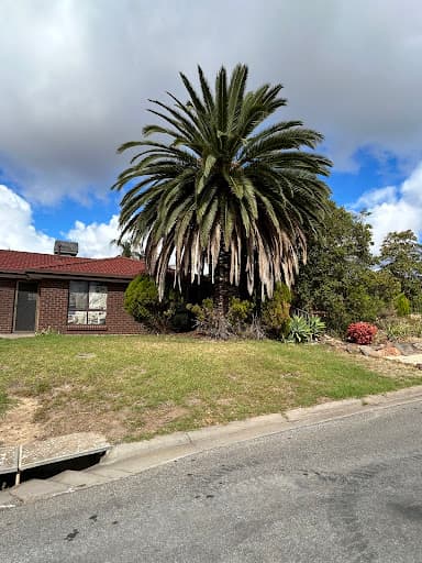 Aussie Tree Solutions — Customer photo