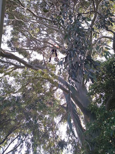 Northern Tree Services🌳🌴🌲 — Customer photo