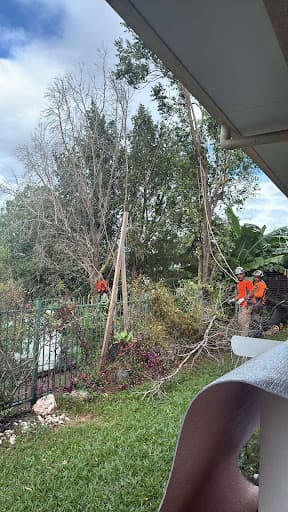 Branching Out Tree Specialists — Customer photo