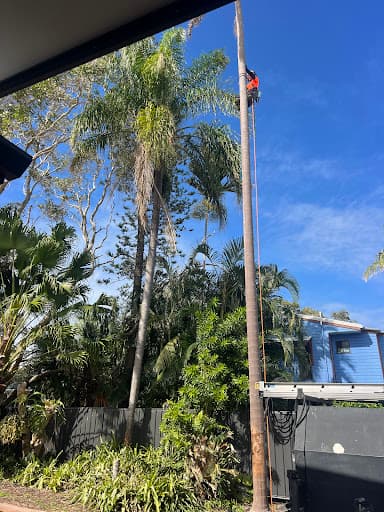 Branch Manager Tree Services — Customer photo