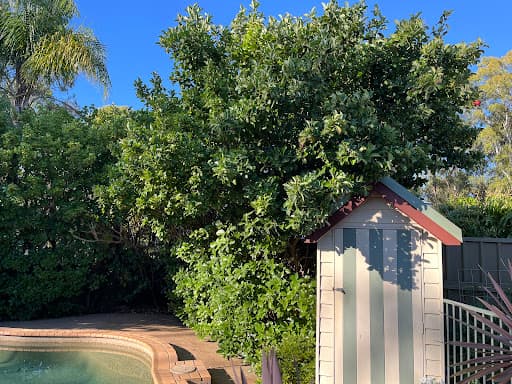 True Blue Tree Lopping — Customer photo