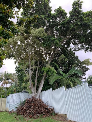 Advanced Tree Surgery Sunshine Coast — Customer photo