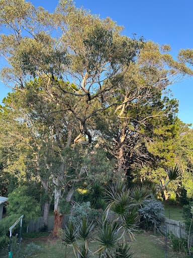 Timberwolf Tree Service — Customer photo