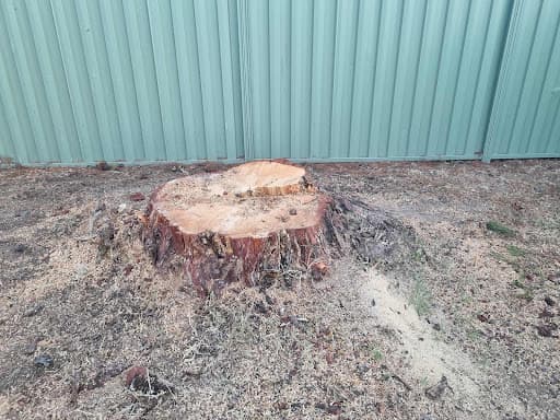 Arborista Trees — Customer photo