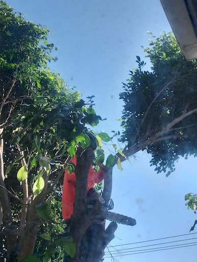 Northern Beaches Arborist — Customer photo