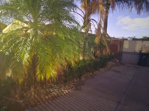 Saladin Tree Solutions — Customer photo