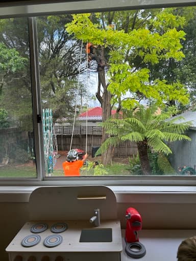 Proper Tree Care — Customer photo