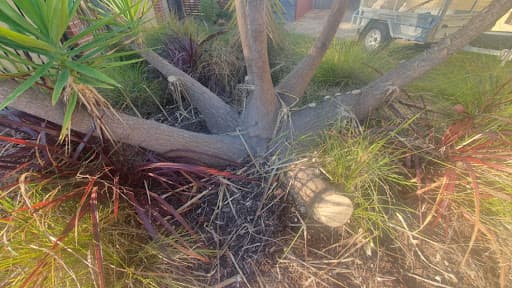 Rocky's Tree Removal — Customer photo