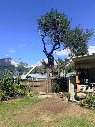 Complete Tree Management — Customer photo
