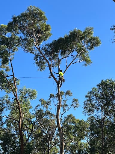 JC Tree Services — Customer photo
