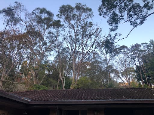 Trees Down Under — Customer photo