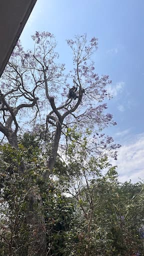 Heritage Tree Care — Customer photo