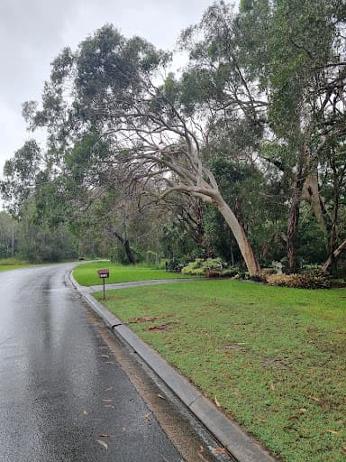 Diamond Tree Services — Customer photo