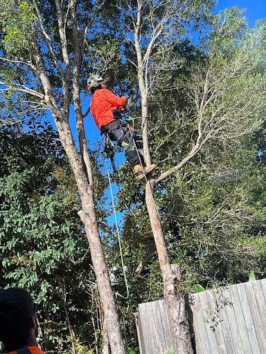 Tip Top Trees and Gardens — Customer photo