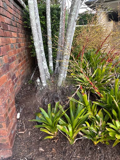 Viking Tree Care Arborist Gold Coast — Customer photo