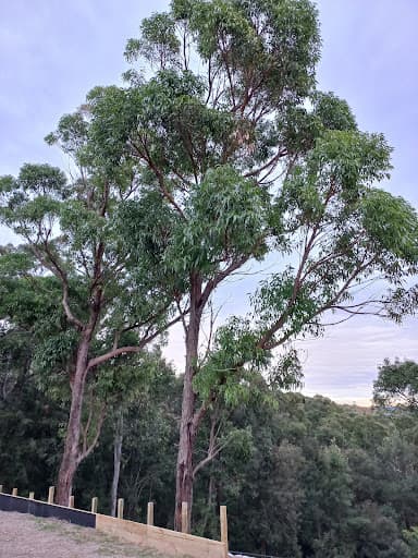 Able Tree Services — Customer photo