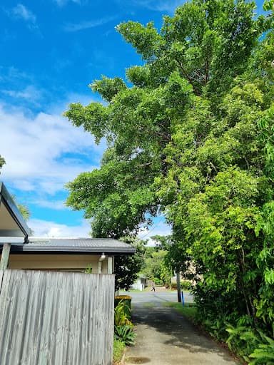 Tropical Tree Solutions — Customer photo