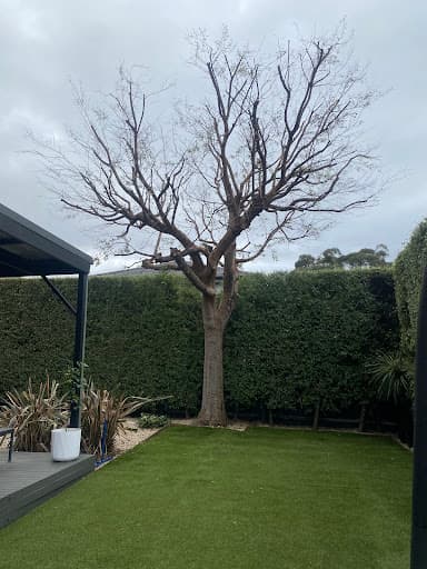 Metropolitan Arborist — Customer photo