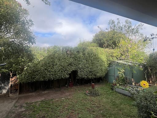 Proper Tree Care — Customer photo