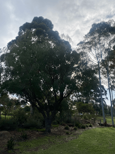 Cairns Tree Care - Tree Lopping and Tree Removals — Customer photo