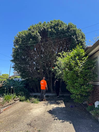 True Blue Tree Lopping — Customer photo