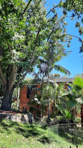 Tony Saunders - Arborist Sydney — Customer photo