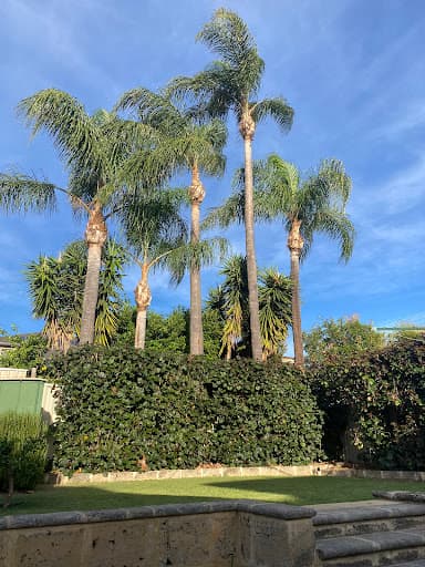 Horizon Tree Service — Customer photo