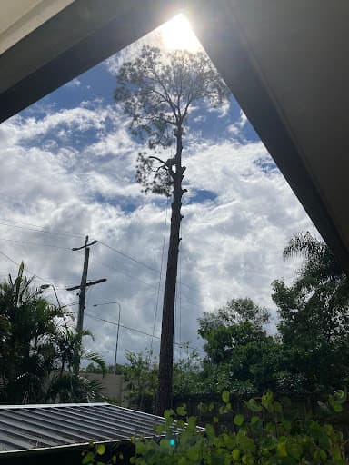 Aussie Tree Solutions — Customer photo
