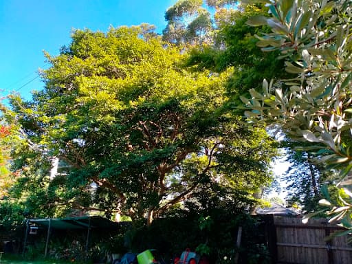 A & A Arbor Tree Service — Customer photo
