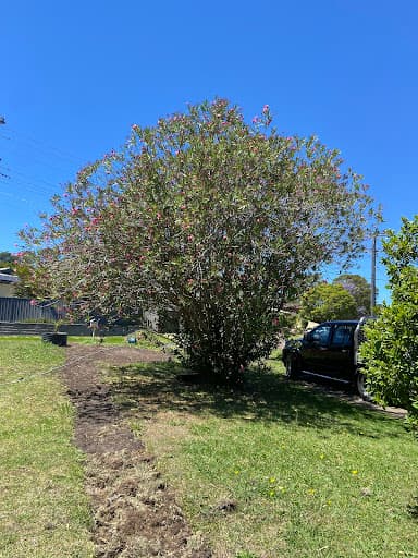 Illawarra Arborist - Tree Services — Customer photo