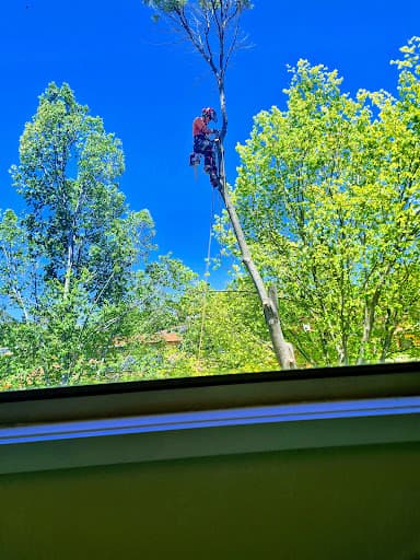 ACT Tree Felling — Customer photo