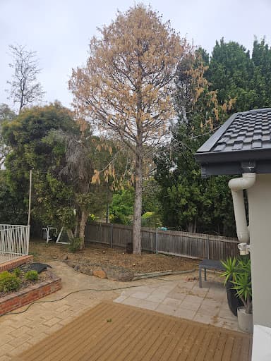 Arborista Trees — Customer photo