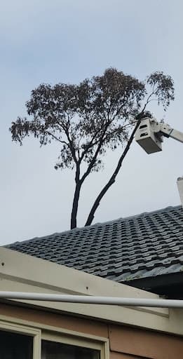 Saladin Tree Solutions — Customer photo