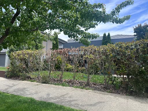 Bay City Tree Services — Customer photo