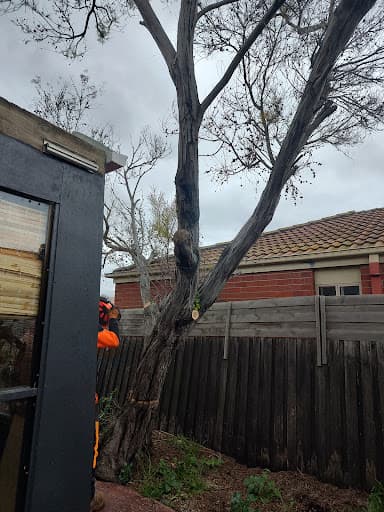 Terrific Trees — Customer photo
