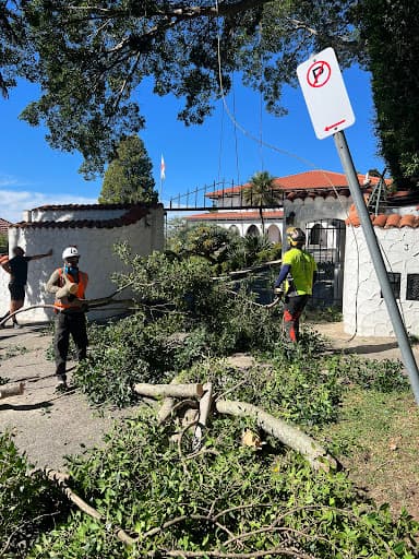 Branch Out Tree Specialists — Customer photo