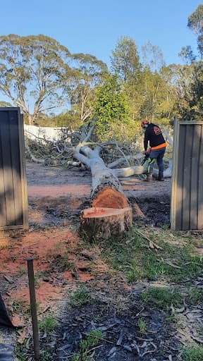 THE LUMBERJACK TREE SERVICE — Customer photo