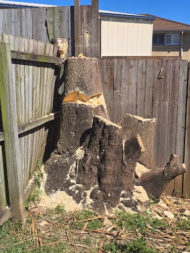 Rapid Stump Grinding — Customer photo
