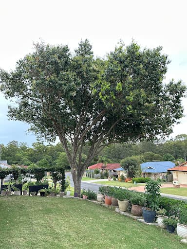 River City Trees — Customer photo