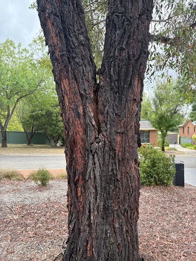 Any Tree Arboriculture - Inny Dean — Customer photo