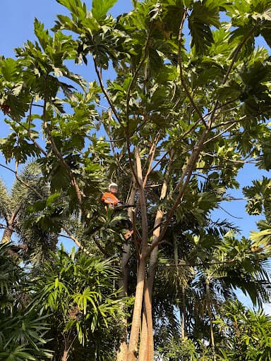 Branching Out Tree Specialists — Customer photo