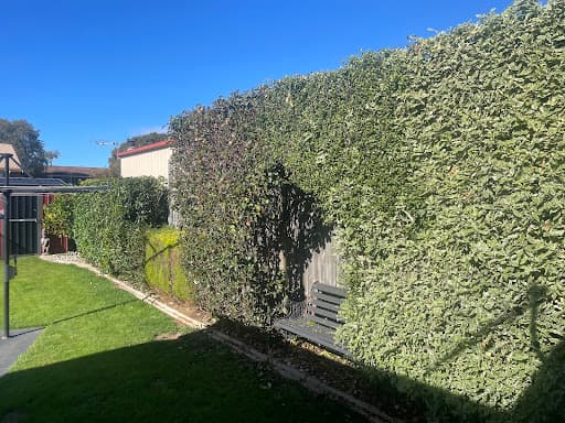 EZE Lawn — Customer photo