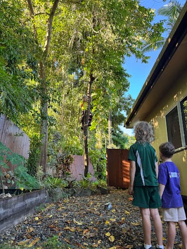 Tropical Tree Solutions — Customer photo