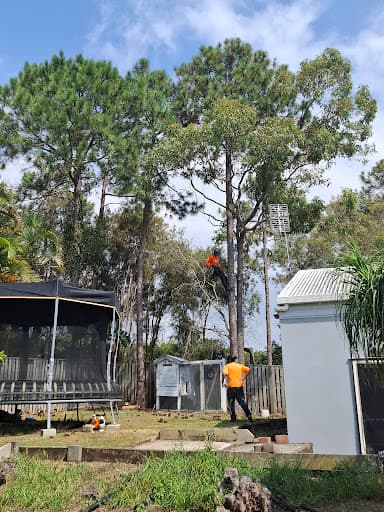 Tree Lopping Gold Coast — Customer photo